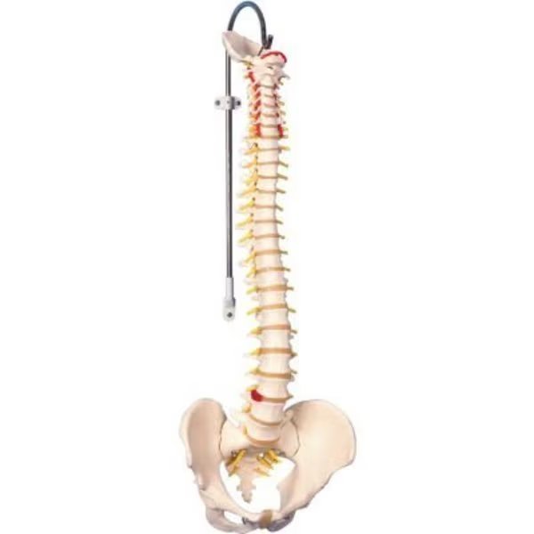 3B® Anatomical Model - Flexible Spine, Classic, Male, Fabrication Enterprises, Mfr#: 960559